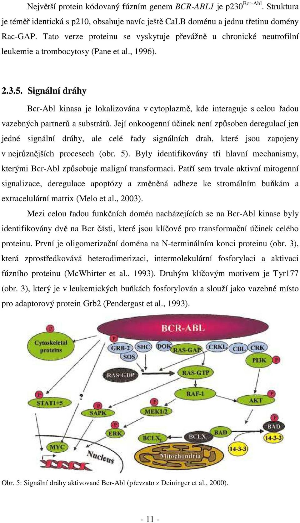 Signální dráhy Bcr-Abl kinasa je lokalizována v cytoplazmě, kde interaguje s celou řadou vazebných partnerů a substrátů.