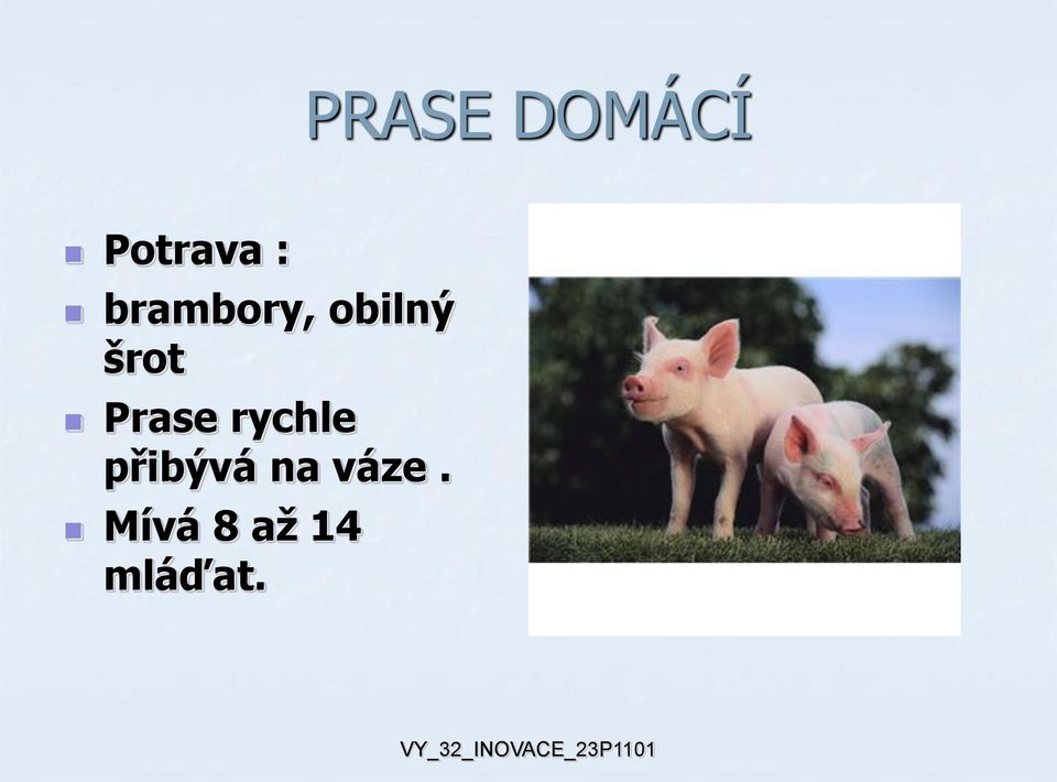 Prase rychle přibývá na