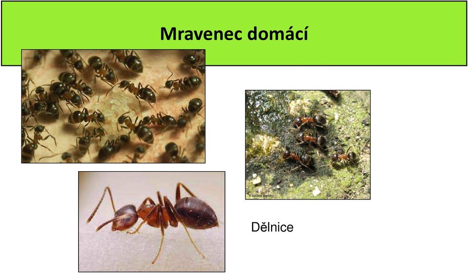 Dělnice