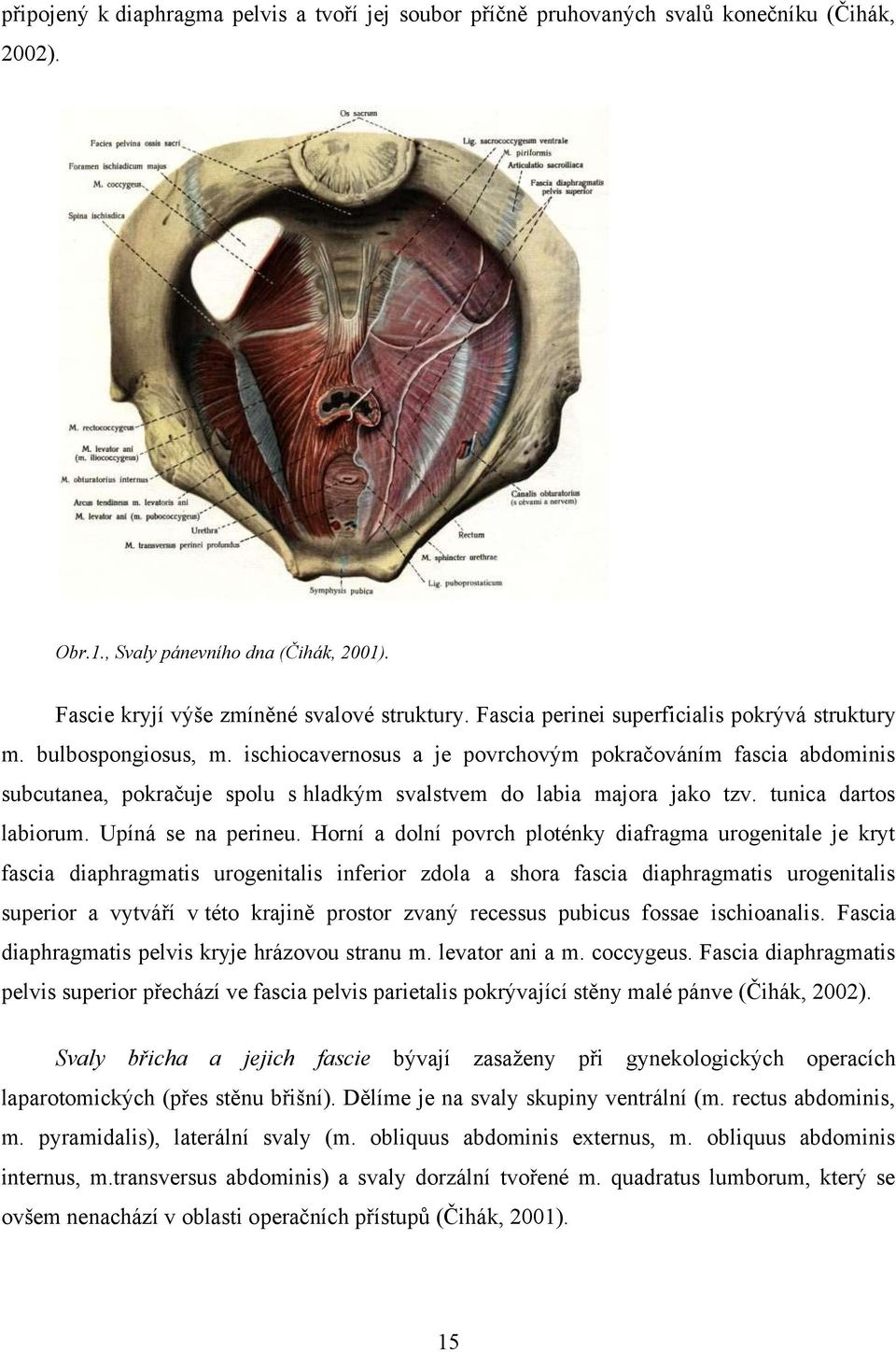 ischiocavernosus a je povrchovým pokračováním fascia abdominis subcutanea, pokračuje spolu s hladkým svalstvem do labia majora jako tzv. tunica dartos labiorum. Upíná se na perineu.