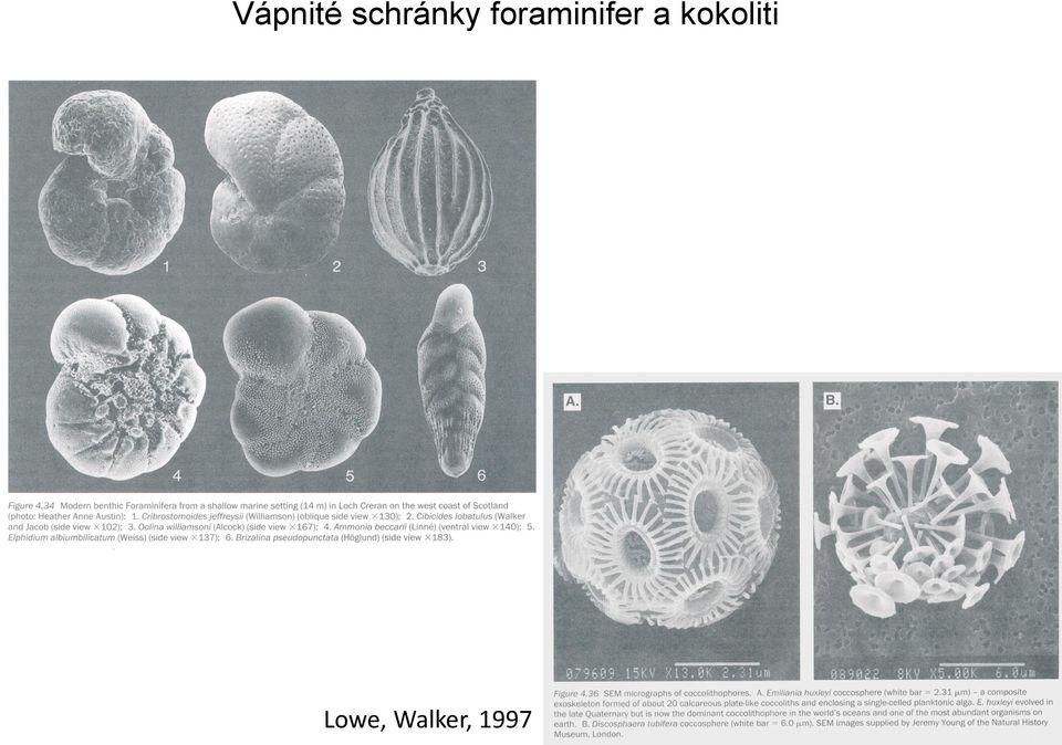 foraminifer a