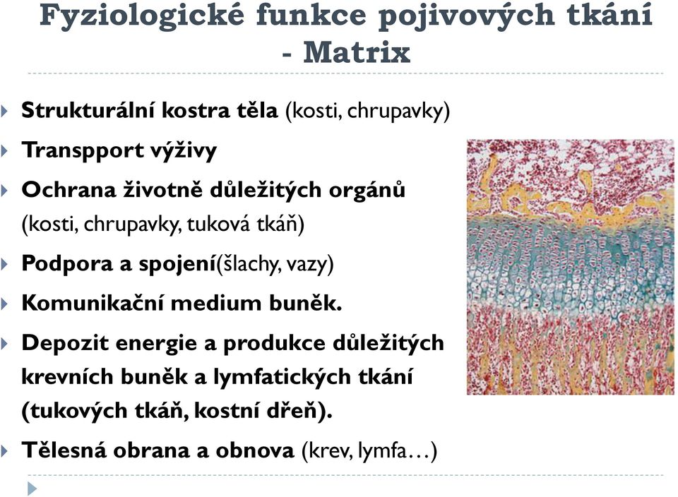 spojení(šlachy, vazy) Komunikační medium buněk.