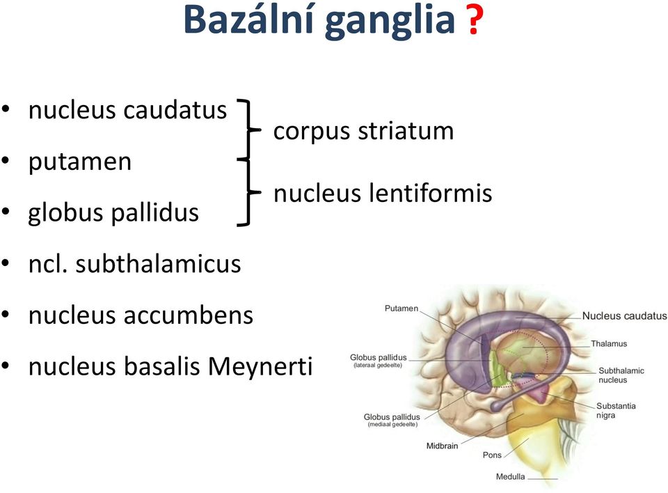 putamen nucleus lentiformis globus