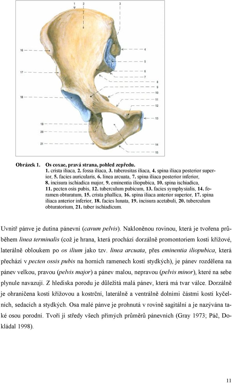 foramen obturatum, 15. crista phallica, 16. spina iliaca anterior superior, 17. spina iliaca anterior inferior, 18. facies lunata, 19. incisura acetabuli, 20. tuberculum obturatorium, 21.