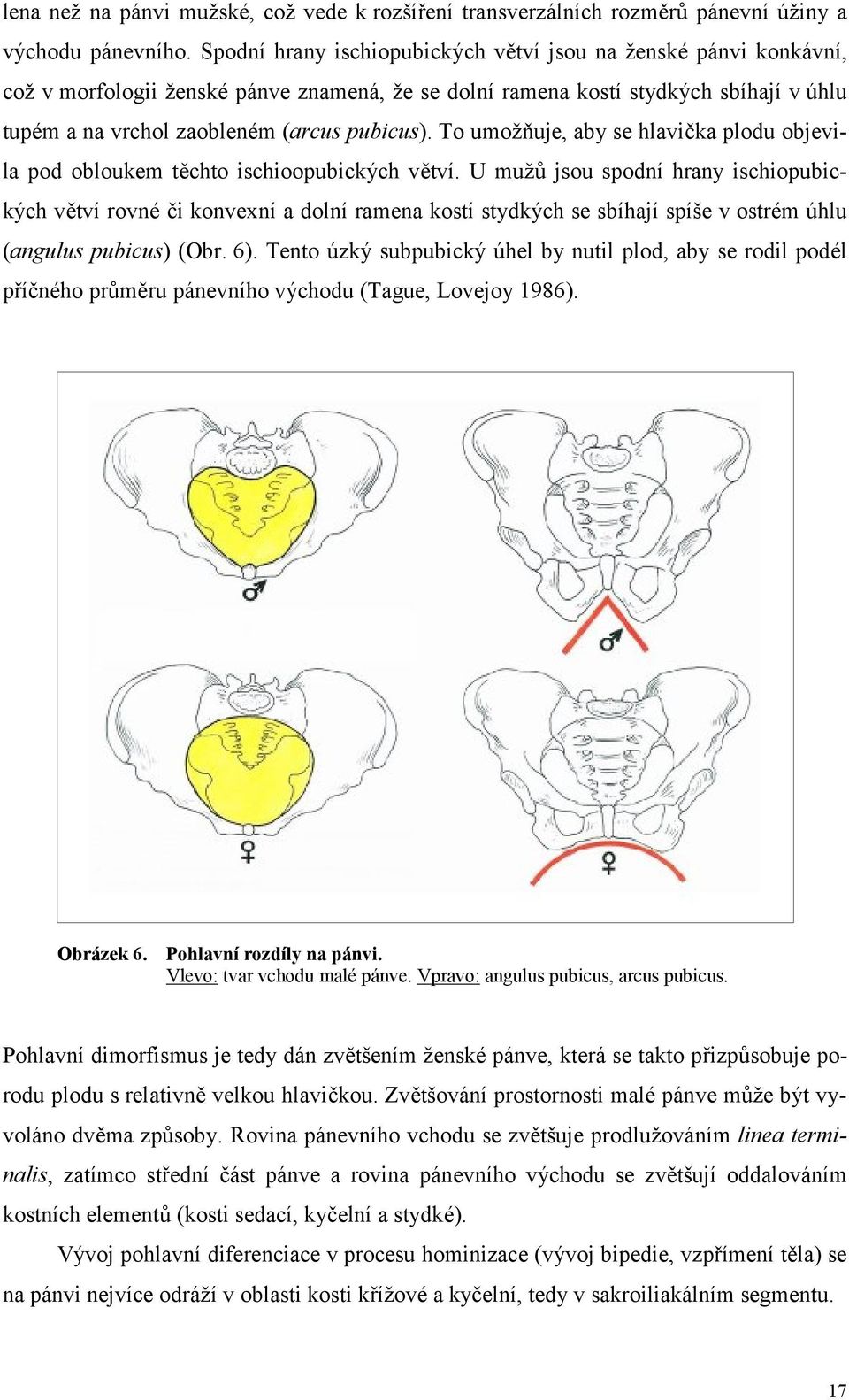 To umožňuje, aby se hlavička plodu objevila pod obloukem těchto ischioopubických větví.