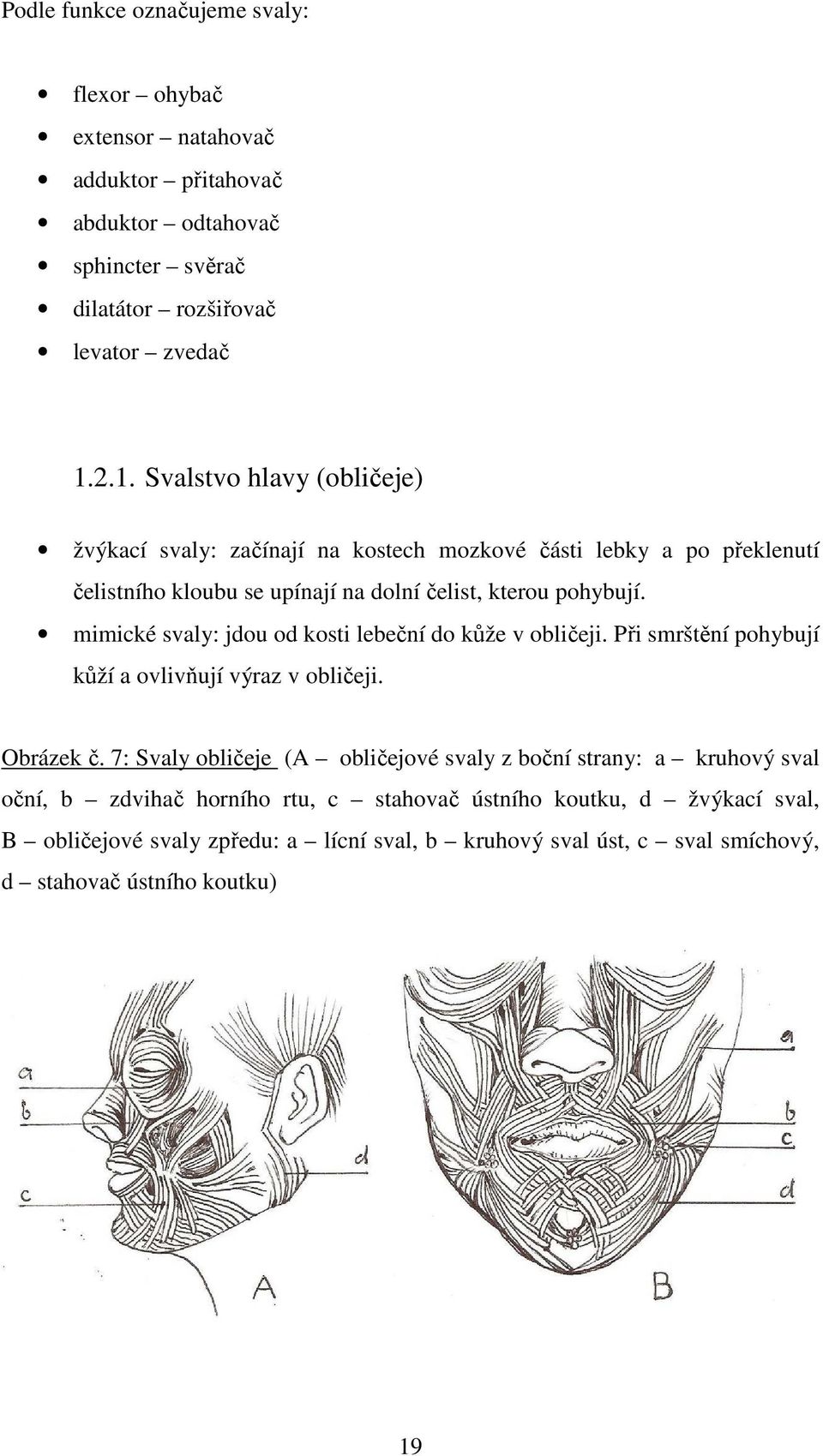 mimické svaly: jdou od kosti lebeční do kůže v obličeji. Při smrštění pohybují kůží a ovlivňují výraz v obličeji. Obrázek č.