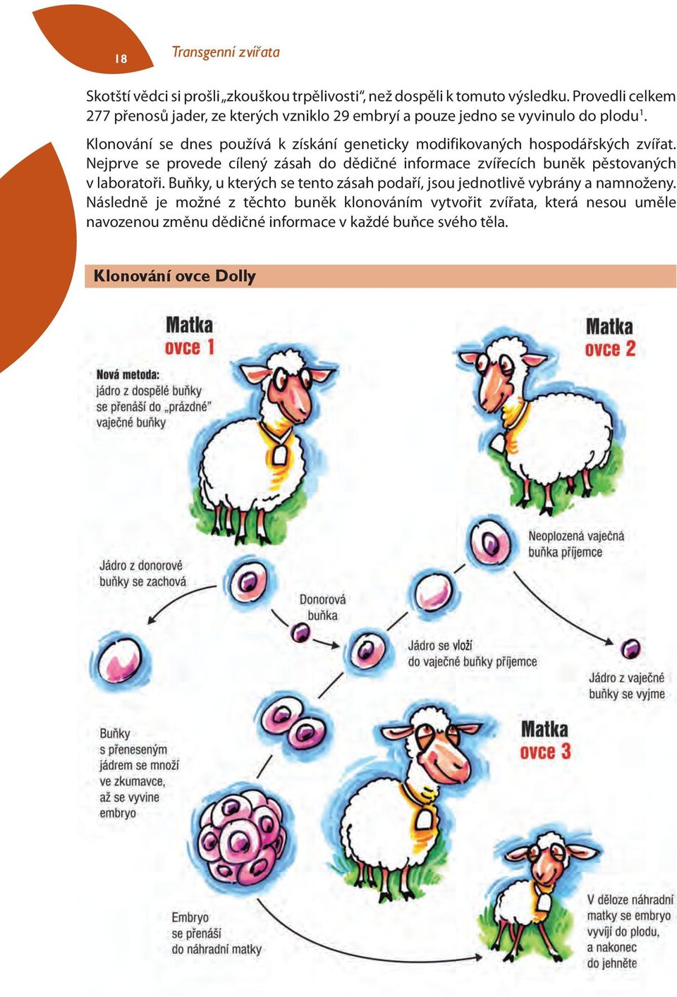 Klonování se dnes používá k získání geneticky modifikovaných hospodářských zvířat.