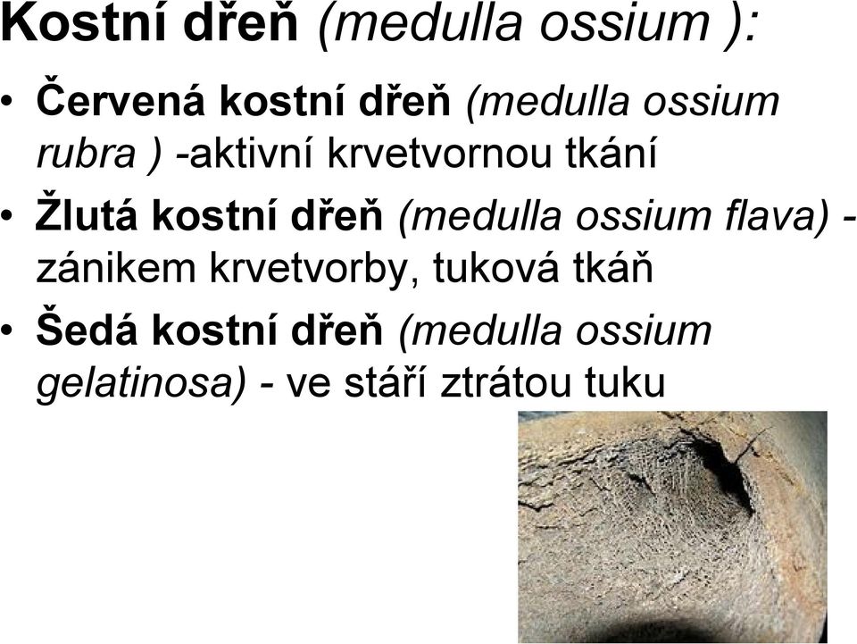 (medulla ossium flava) - zánikem krvetvorby, tuková tkáň Šedá