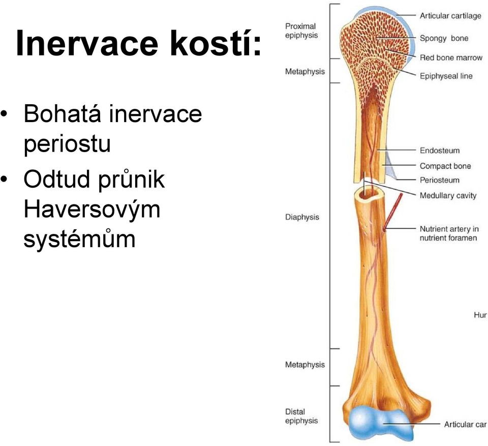 periostu Odtud