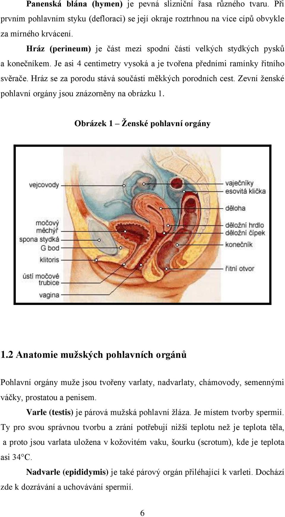 Hráz se za porodu stává součástí měkkých porodních cest. Zevní ţenské pohlavní orgány jsou znázorněny na obrázku 1. Obrázek 1 Ženské pohlavní orgány 1.