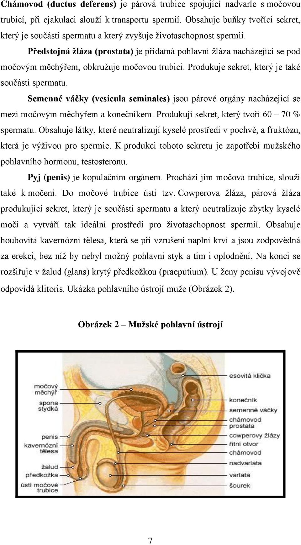 Předstojná žláza (prostata) je přídatná pohlavní ţláza nacházející se pod močovým měchýřem, obkruţuje močovou trubici. Produkuje sekret, který je také součástí spermatu.