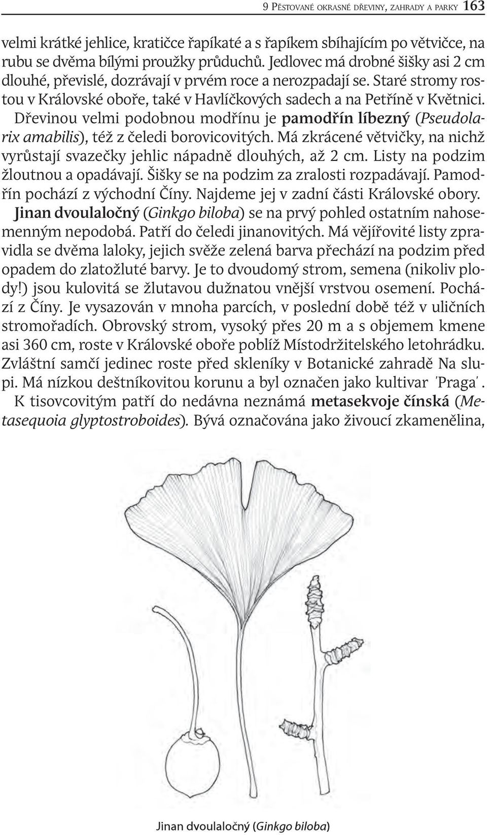 Dřevinou velmi podobnou modřínu je pamodřín líbezný (Pseudolarix amabilis), též z čeledi borovicovitých. Má zkrácené větvičky, na nichž vyrůstají svazečky jehlic nápadně dlouhých, až 2 cm.