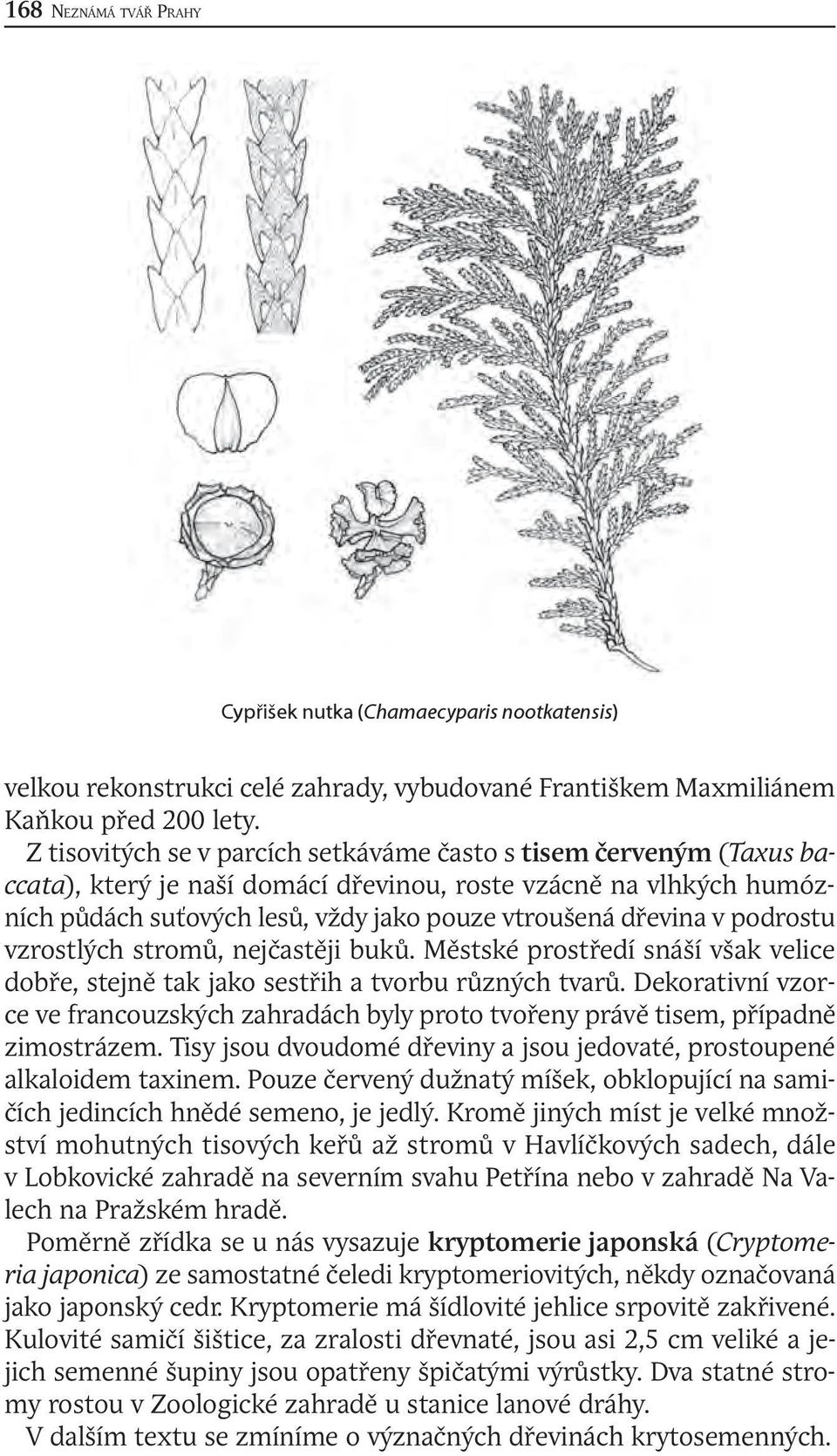 podrostu vzrostlých stromů, nejčastěji buků. Městské prostředí snáší však velice dobře, stejně tak jako sestřih a tvorbu různých tvarů.