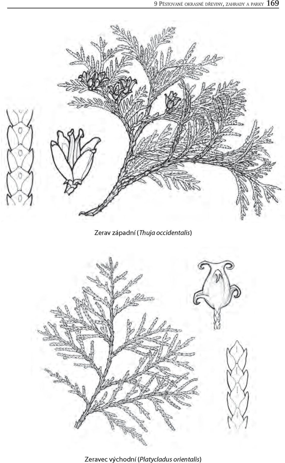 západní (Thuja occidentalis)