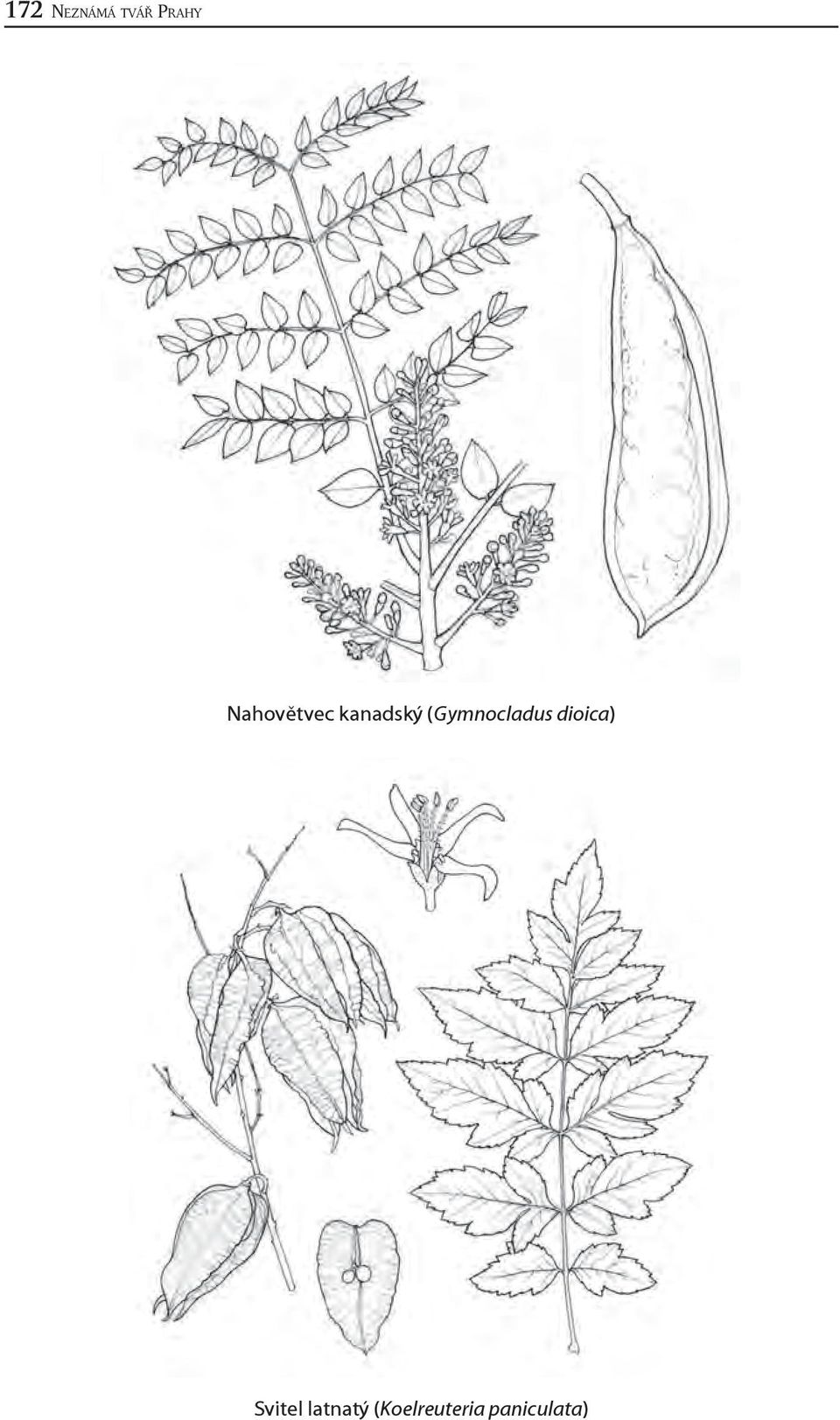 (Gymnocladus dioica)