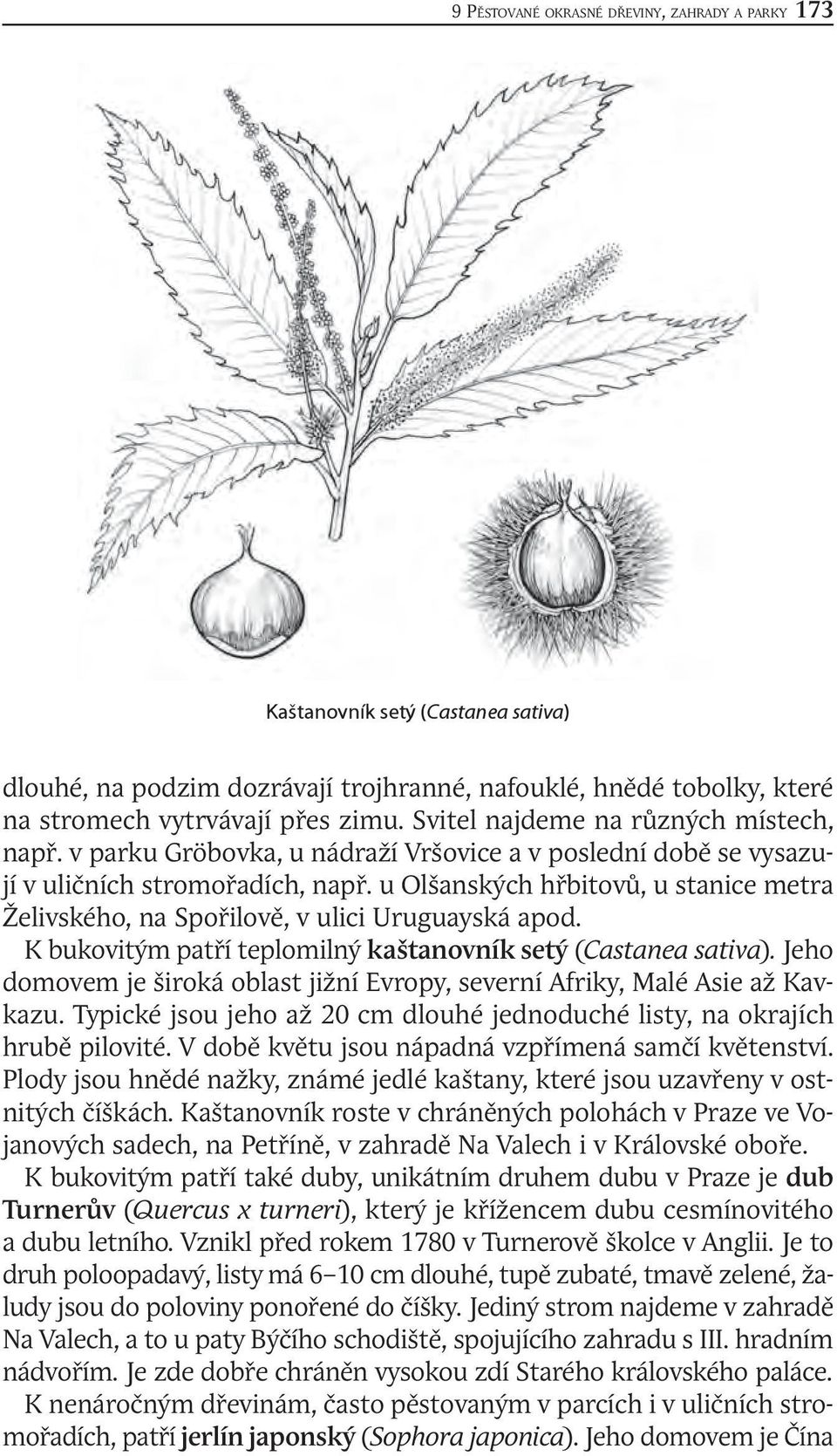 u Olšanských hřbitovů, u stanice metra Želivského, na Spořilově, v ulici Uruguayská apod. K bukovitým patří teplomilný kaštanovník setý (Castanea sativa).