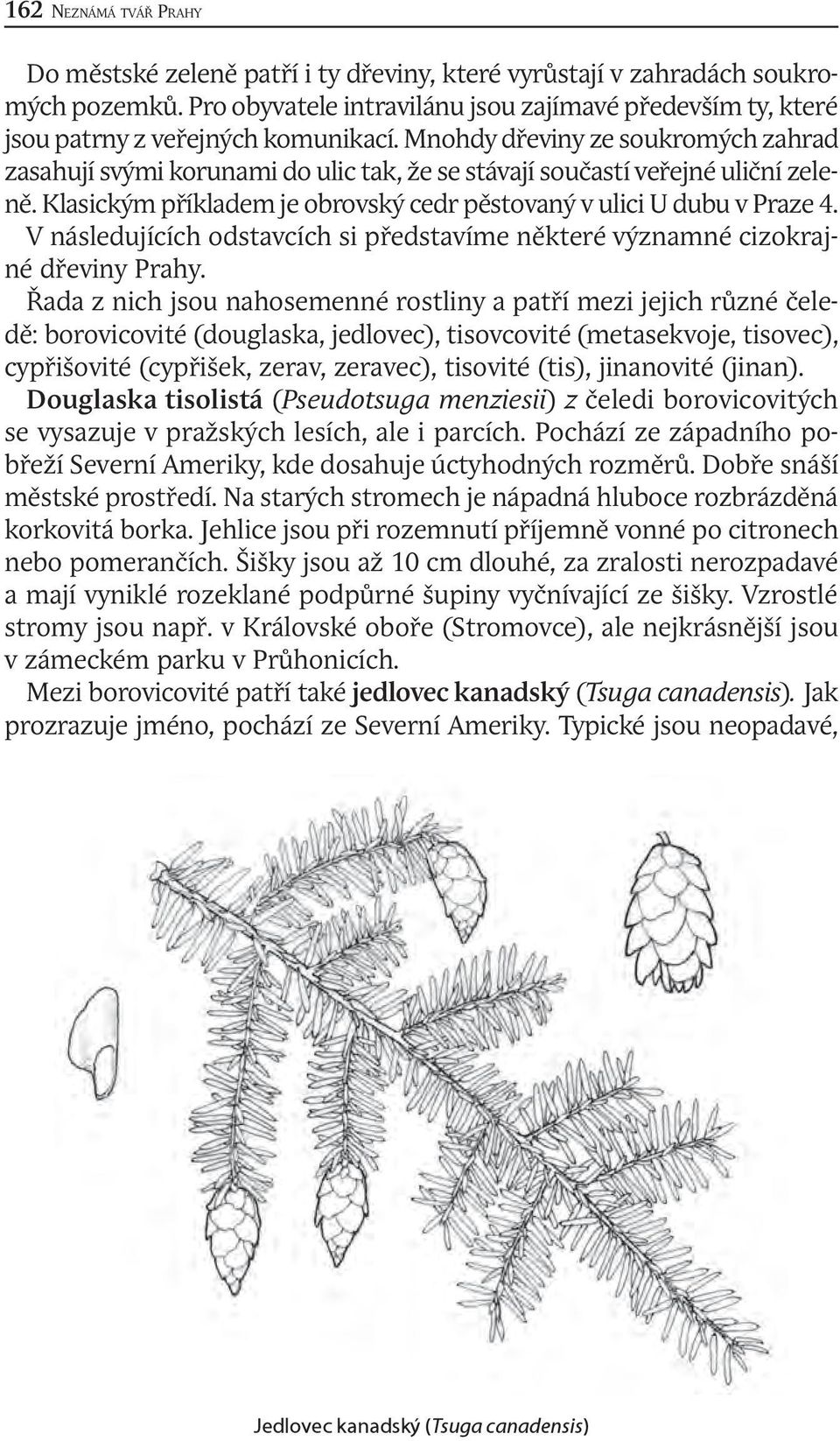 Mnohdy dřeviny ze soukromých zahrad zasahují svými korunami do ulic tak, že se stávají součastí veřejné uliční zeleně. Klasickým příkladem je obrovský cedr pěstovaný v ulici U dubu v Praze 4.