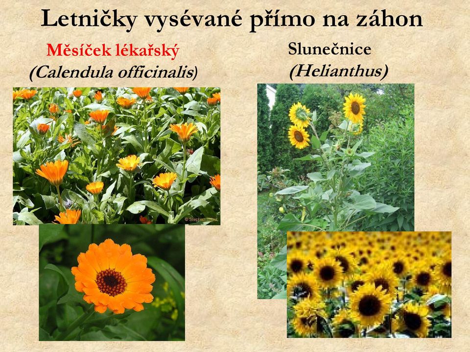 lékařský (Calendula