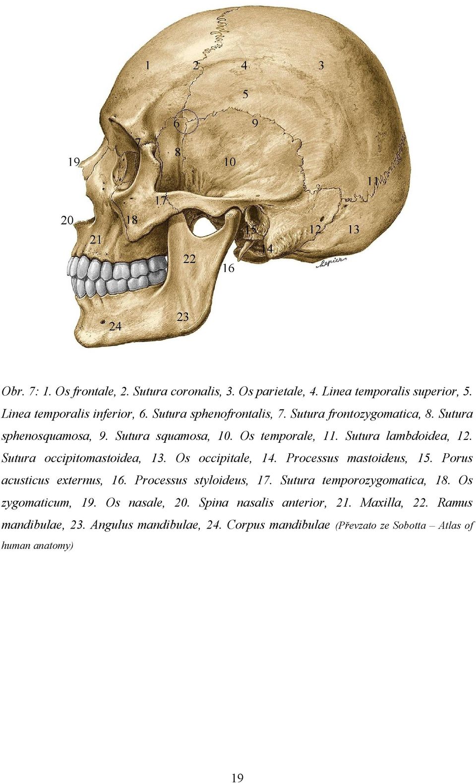 Sutura lambdoidea, 12. Sutura occipitomastoidea, 13. Os occipitale, 14. Processus mastoideus, 15. Porus acusticus externus, 16. Processus styloideus, 17.