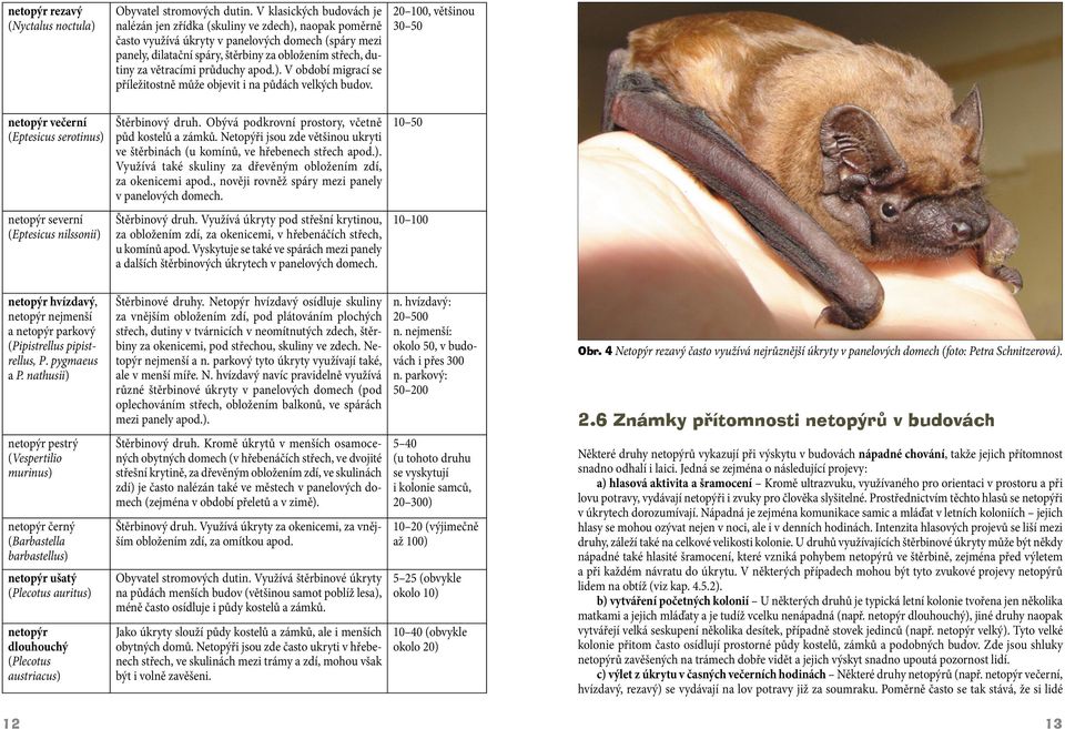 větracími průduchy apod.). V období migrací se příležitostně může objevit i na půdách velkých budov. 20 100, většinou 30 50 netopýr večerní (Eptesicus serotinus) Štěrbinový druh.