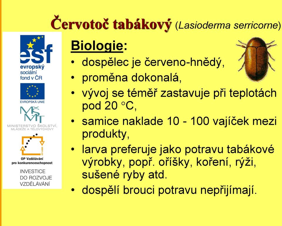 naklade 10-100 vajíček mezi produkty, larva preferuje jako potravu tabákové