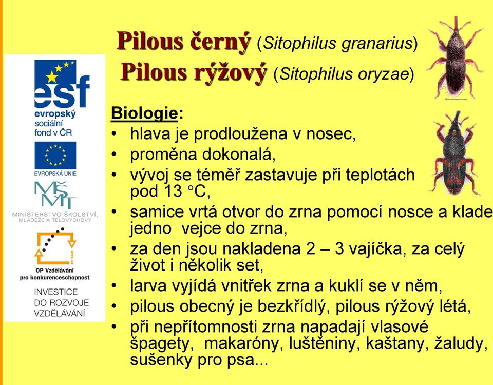 za den jsou nakladena 2 3 vajíčka, za celý život i několik set, larva vyjídá vnitřek zrna a kuklí se v něm, pilous obecný je