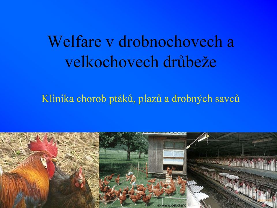 velkochovech drůbeže