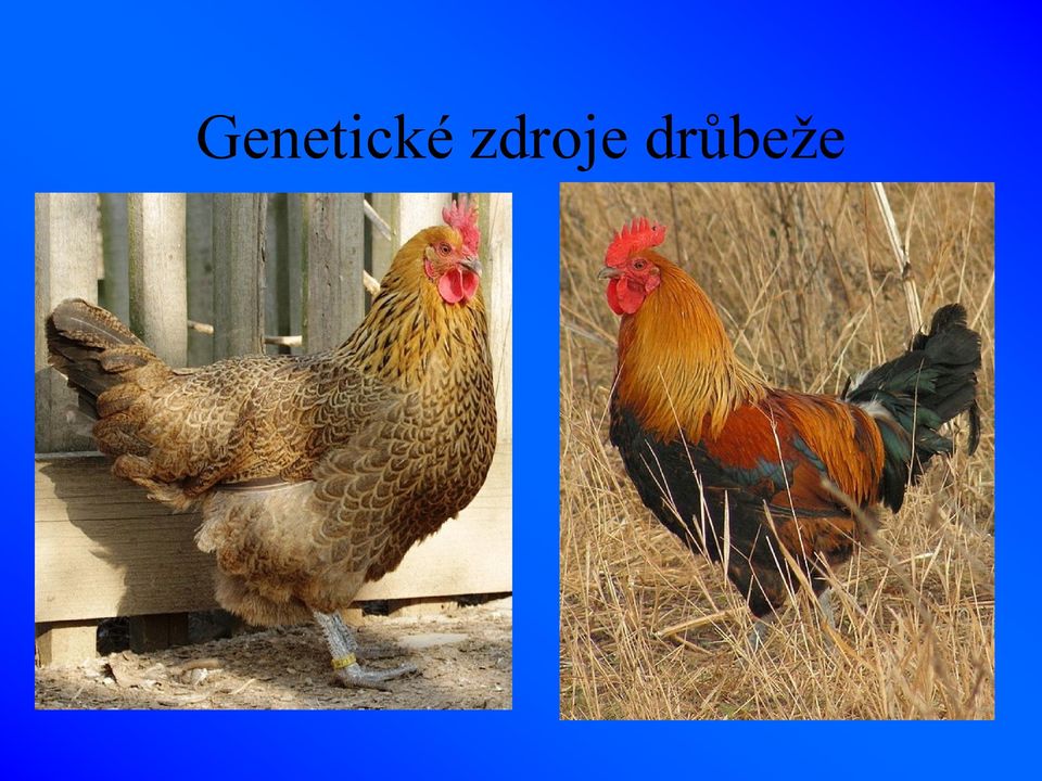 drůbeže