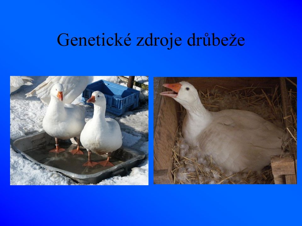 drůbeže