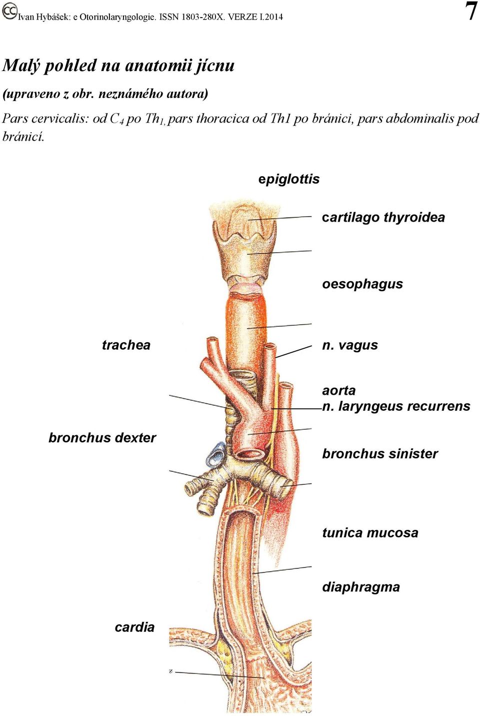 bránici, pars abdominalis pod bránicí.