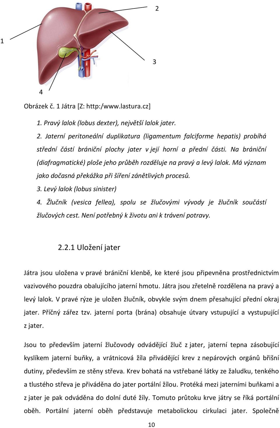 Na brániční (diafragmatické) ploše jeho průběh rozděluje na pravý a levý lalok. Má význam jako dočasná překážka při šíření zánětlivých procesů. 3. Levý lalok (lobus sinister) 4.