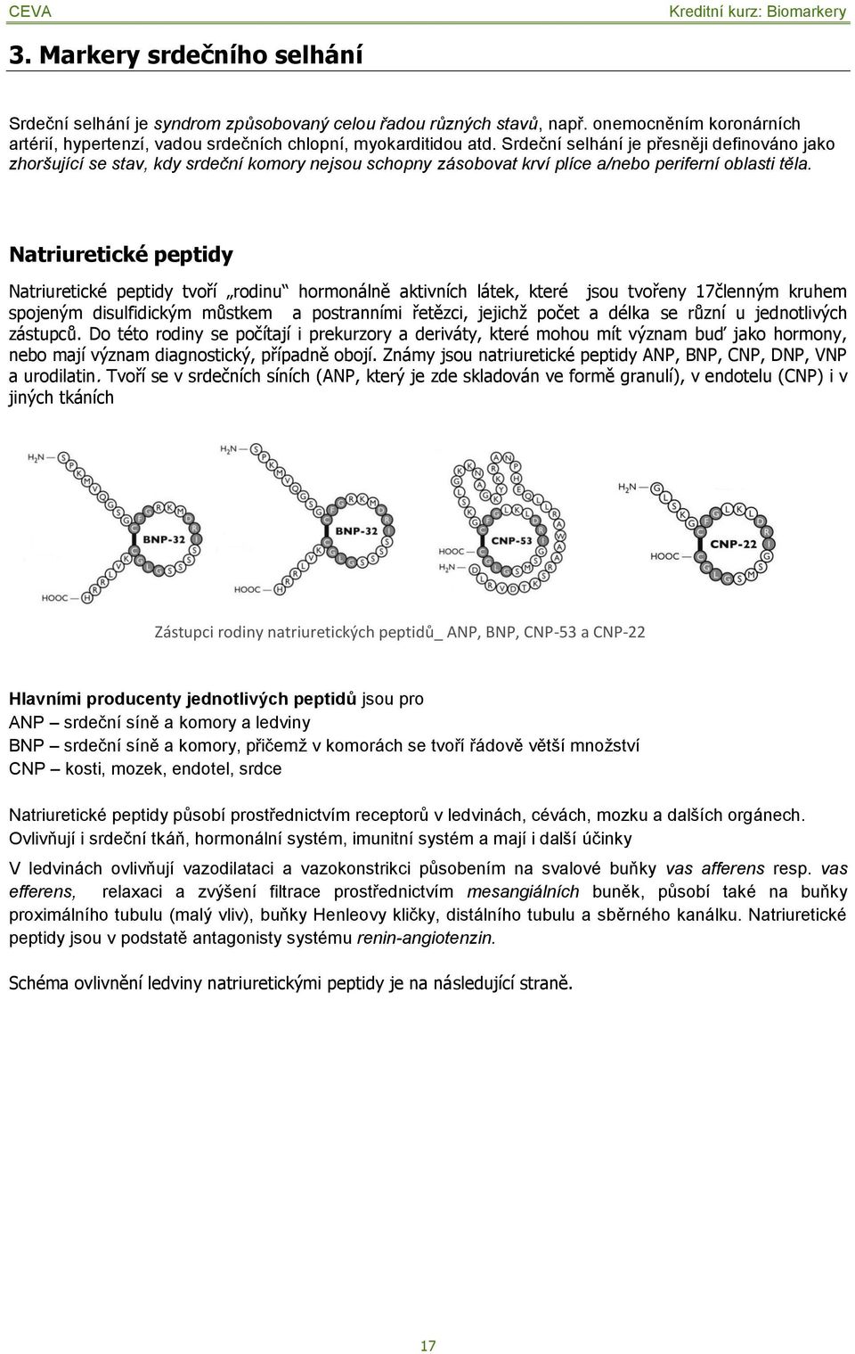 Natriuretické peptidy Natriuretické peptidy tvoří rodinu hormonálně aktivních látek, které jsou tvořeny 17členným kruhem spojeným disulfidickým můstkem a postranními řetězci, jejichţ počet a délka se