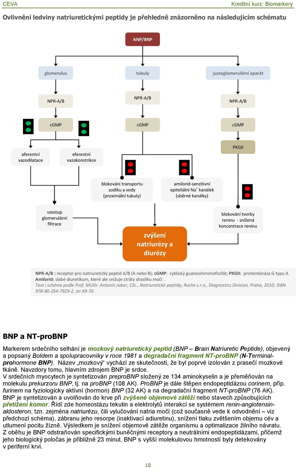 natriurézy a diurézy blokování tvorby reninu - snížená koncentrace reninu NPR-A/B : receptor pro natriuretický peptid A/B (A nebo B); cgmp: cyklický guanosinmonofosfát; PKGII: proteinkináza G typu II.