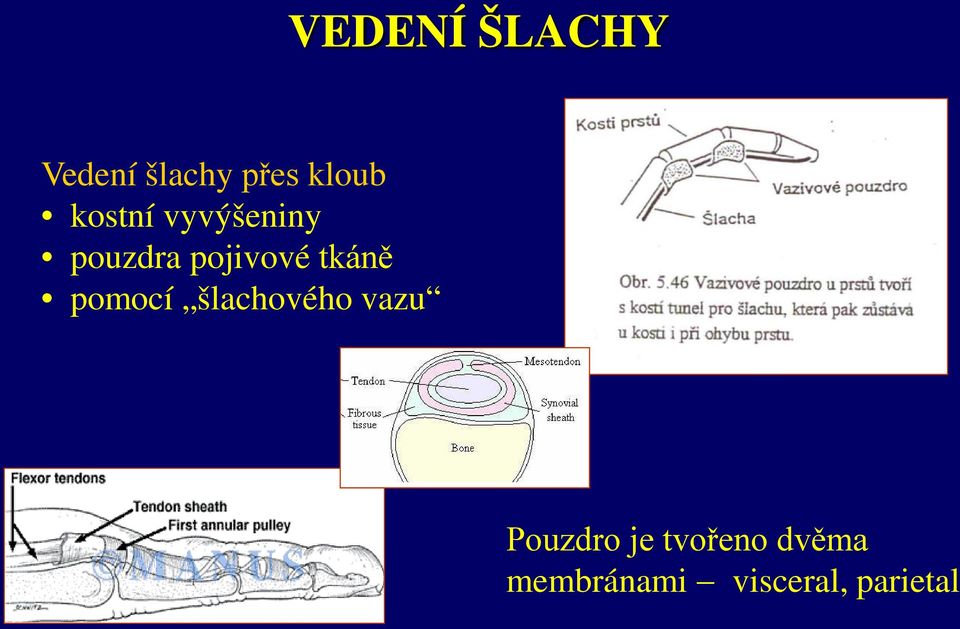 tkáně pomocí šlachového vazu Pouzdro je