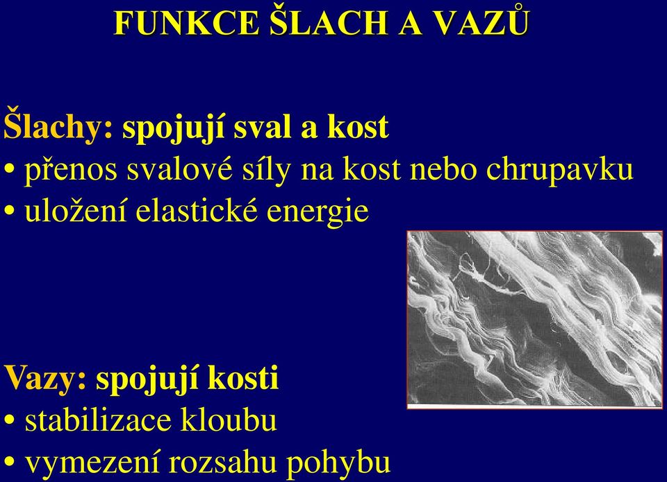 chrupavku uložení elastické energie Vazy: