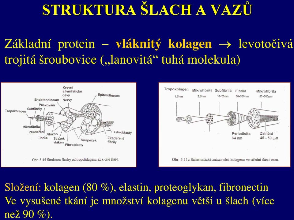 Složení: kolagen (80 %), elastin, proteoglykan, fibronectin