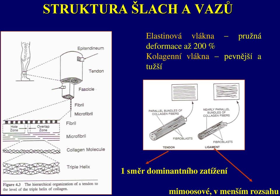 Kolagenní vlákna pevnější a tužší 1