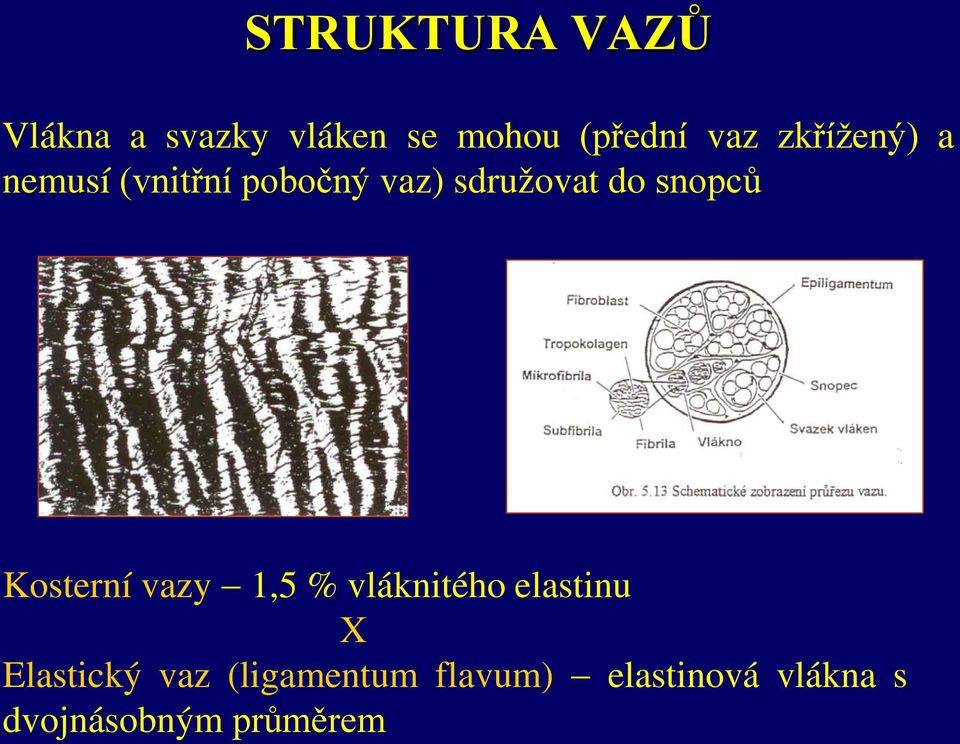 snopců Kosterní vazy 1,5 % vláknitého elastinu X Elastický