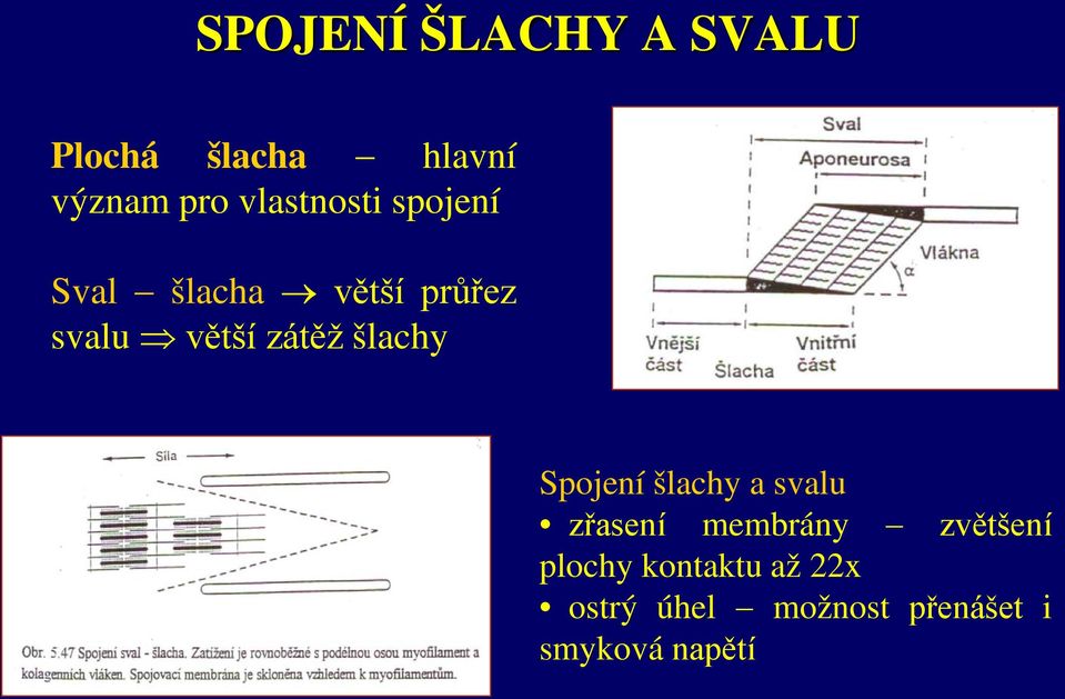 zátěž šlachy Spojení šlachy a svalu zřasení membrány