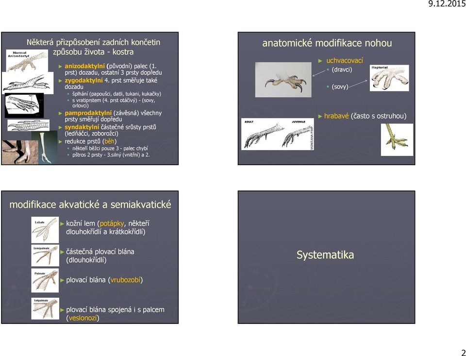prst otáčivý) - (sovy, orlovci) pamprodaktylní (závěsná) všechny prsty směřují dopředu syndaktylní částečné srůsty prstů (ledňáčci, zoborožci) redukce prstů (běh) někteří běžci pouze 3 - palec