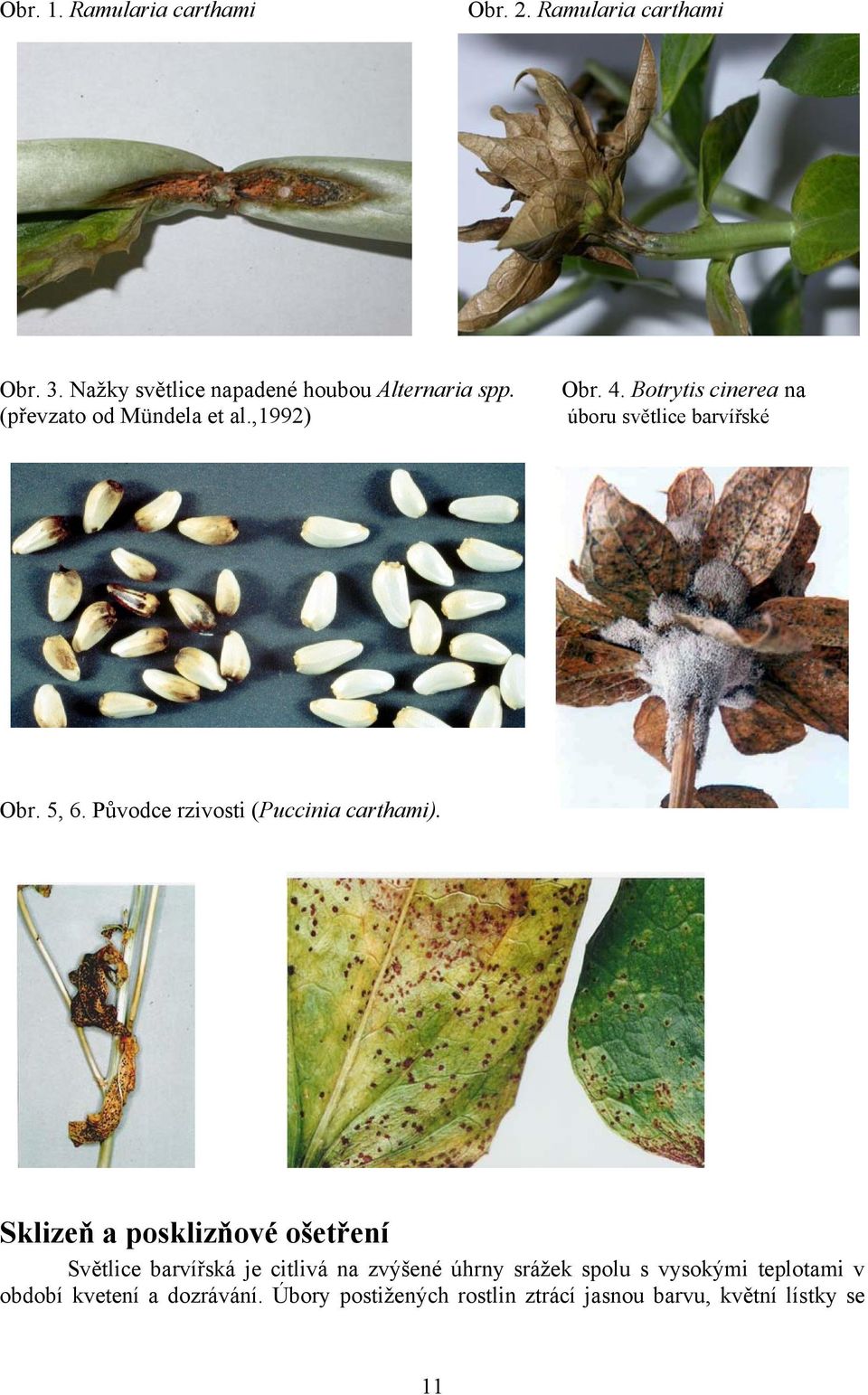 Původce rzivosti (Puccinia carthami).