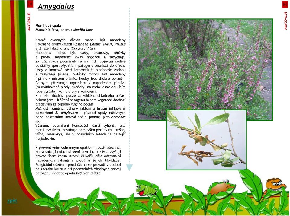 Mycelium patogenu prorůstá do dřeva. Listy a koncové části letorostů či plodonoše vadnou a zasychají (úžeh).