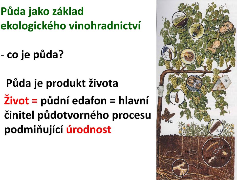 Půda je produkt života Život = půdní