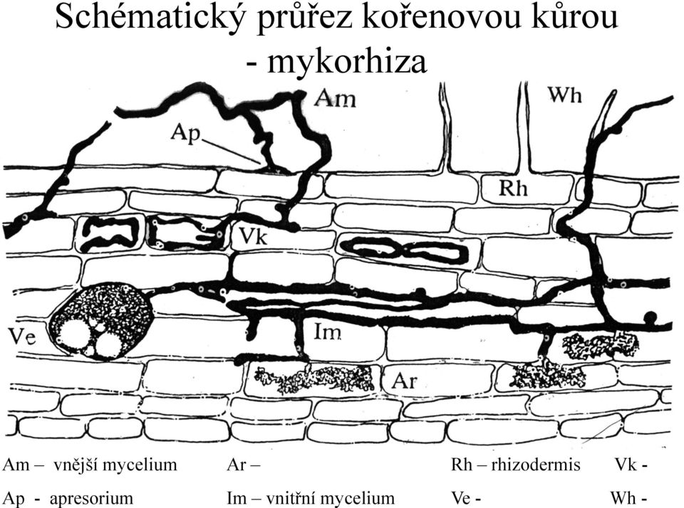 mycelium Ar Rh rhizodermis Vk -