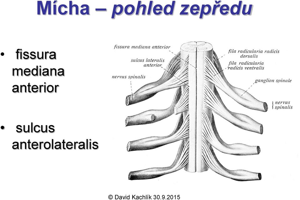 mediana anterior