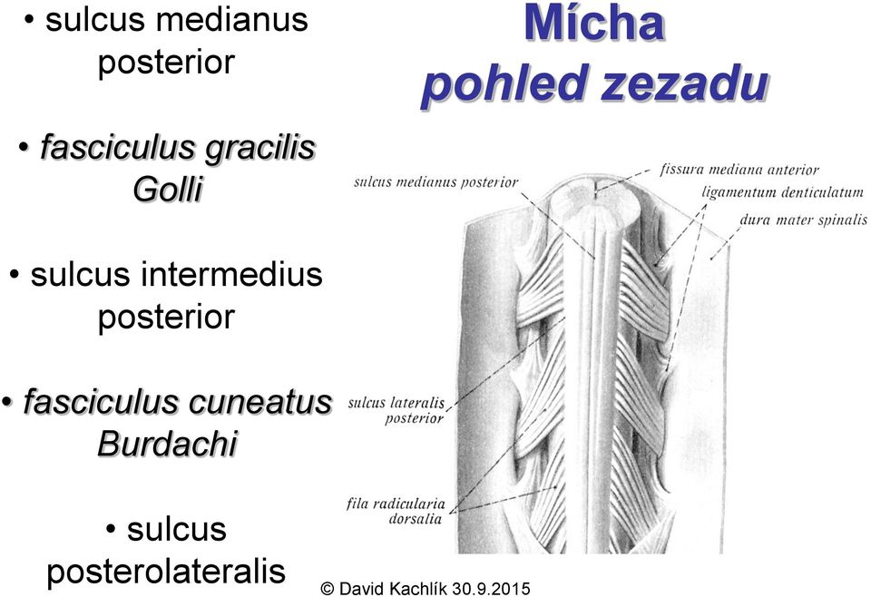 sulcus intermedius posterior