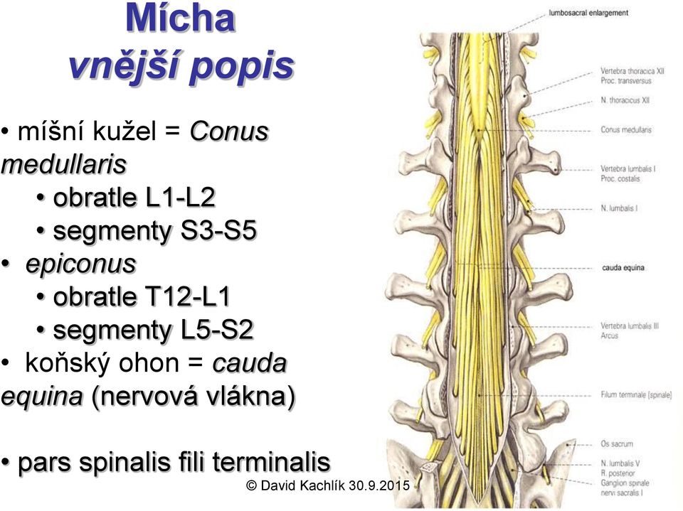 epiconus obratle T12-L1 segmenty L5-S2 koňský