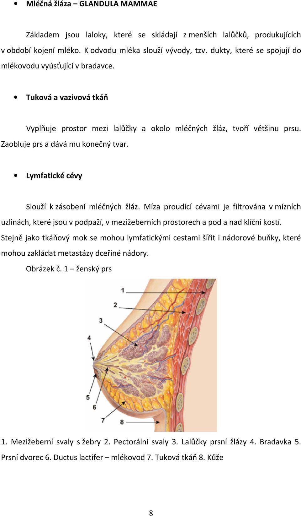 Lymfatické cévy Slouží k zásobení mléčných žláz. Míza proudící cévami je filtrována v mízních uzlinách, které jsou v podpaží, v mezižeberních prostorech a pod a nad klíční kostí.