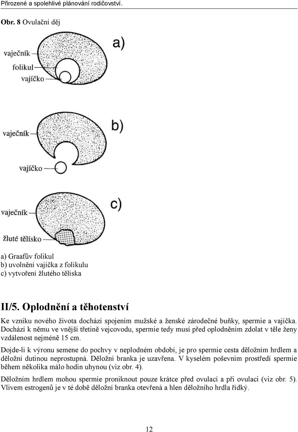 Dochází k němu ve vnější třetině vejcovodu, spermie tedy musí před oplodněním zdolat v těle ženy vzdálenost nejméně 15 cm.