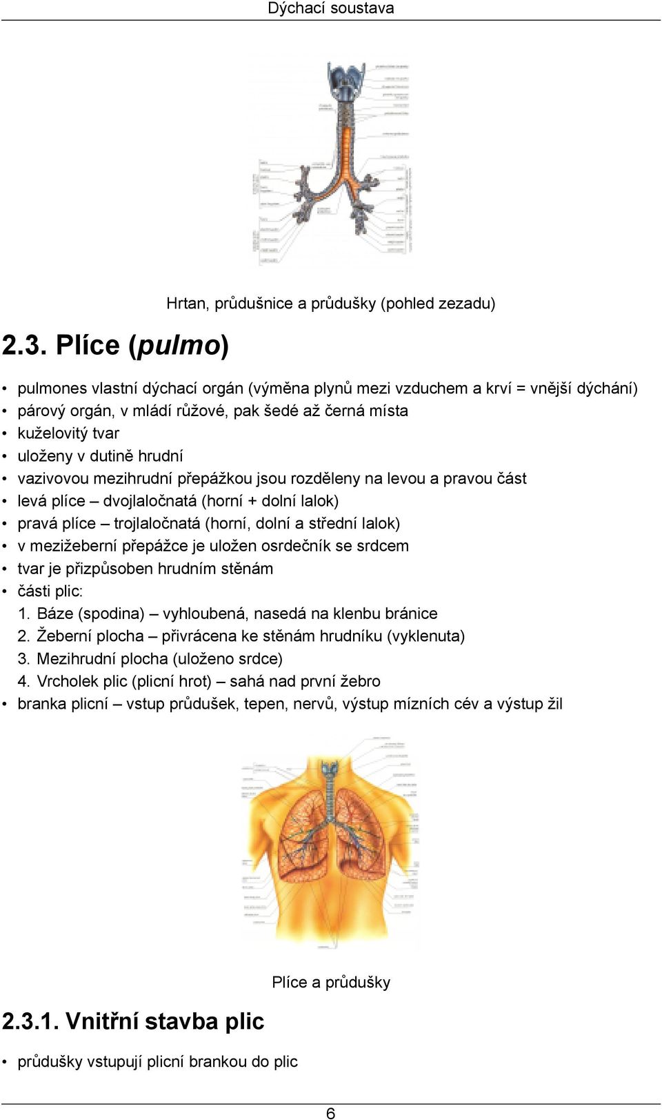 vazivovou mezihrudní přepážkou jsou rozděleny na levou a pravou část levá plíce dvojlaločnatá (horní + dolní lalok) pravá plíce trojlaločnatá (horní, dolní a střední lalok) v mezižeberní přepážce je